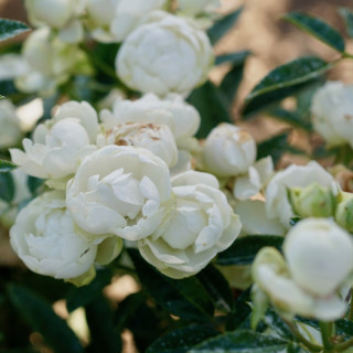 Rosier miniature - Blanche Neige (Koster Blanc)