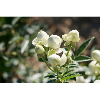 Rosier miniature - Blanche Neige (Koster Blanc)