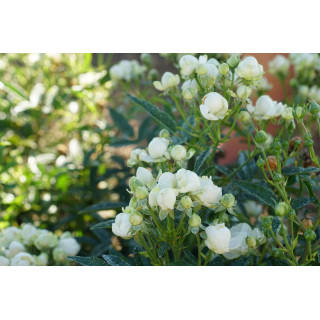 Rosier miniature - Blanche Neige (Koster Blanc)