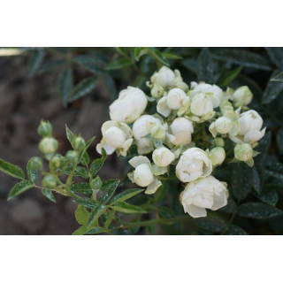 Rosier miniature - Blanche Neige (Koster Blanc)