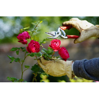 Rosier Guillot® Générosa® - Cybelle® - ©Roses Guillot®