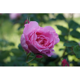 Rosier Guillot® Générosa® - Délia® - ©Roses Guillot®