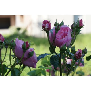 Rosier Guillot® Générosa® - Délia® - ©Roses Guillot®