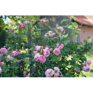 Rosier Guillot® Générosa® - Délia® - ©Roses Guillot®