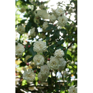 Rosier Liane ancien - Félicité Perpétue - ©Roses Guillot®