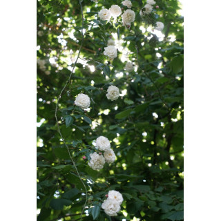 Rosier Liane ancien - Félicité Perpétue - ©Roses Guillot®