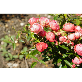 Rosier miniature - Fête des Mères - Koster Rouge