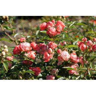 Rosier miniature - Fête des Mères - Koster Rouge