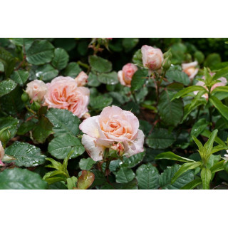 Rosier Guillot® Générosa® - Fiona Gelin® - ©Roses Guillot® 