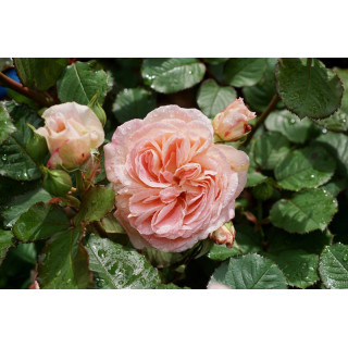 Rosier Guillot® Générosa® - Fiona Gelin® - ©Roses Guillot® 