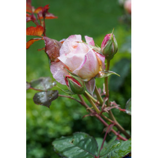 Rosier Guillot® Générosa® - Fiona Gelin® - ©Roses Guillot® 