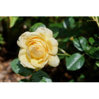 Rosier Guillot® Générosa® - Rosier Gene Tierney - ©Roses Guillot®  
