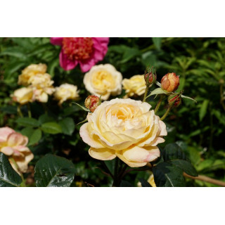 Rosier Guillot® Générosa® - Rosier Gene Tierney - ©Roses Guillot®  