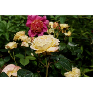 Rosier Guillot® Générosa® - Rosier Gene Tierney - ©Roses Guillot®  