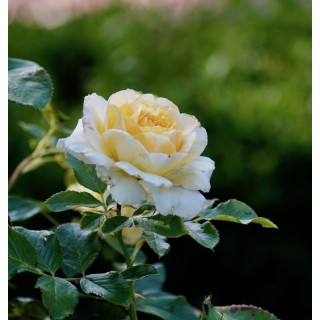 Rosiers Générosa® - Ingrid Bétancourt® - ©Roses Guillot®