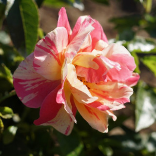 Rosier Terre des Roses® - Jacqueline Farvacques - ©Roses Guillot®