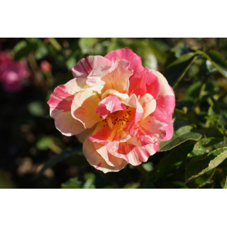 Rosier Terre des Roses® - Jacqueline Farvacques - ©Roses Guillot®
