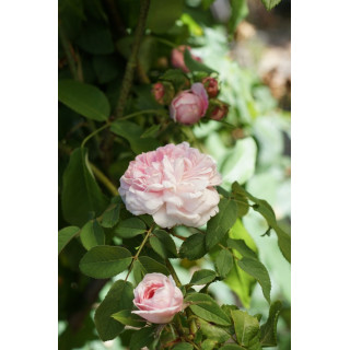 Rosier ancien - Jacques Cartier - ©Roses Guillot®