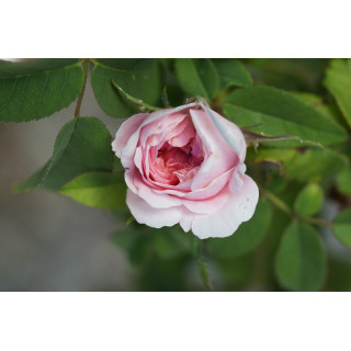 Rosier ancien - Jacques Cartier - ©Roses Guillot®