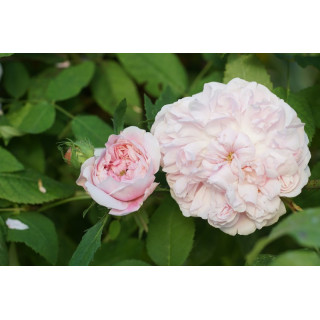 Rosier ancien - Jacques Cartier - ©Roses Guillot®