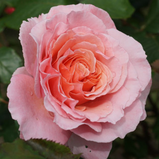 Rosier Générosa® -  Laurent Cabrol® - ©Roses Guillot®