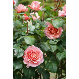 Rosier Générosa® -  Laurent Cabrol® - ©Roses Guillot®