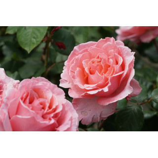Rosier Générosa® -  Laurent Cabrol® - ©Roses Guillot®