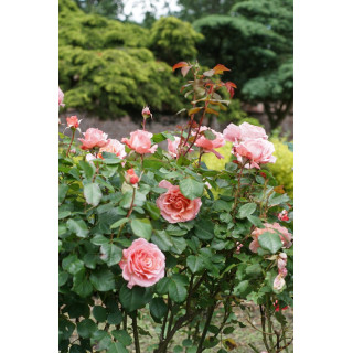 Rosier Générosa® -  Laurent Cabrol® - ©Roses Guillot®