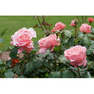 Rosier Générosa® -  Laurent Cabrol® - ©Roses Guillot®