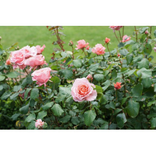Rosier Générosa® -  Laurent Cabrol® - ©Roses Guillot®