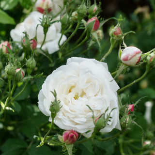 Rosier ancien - Mme Hardy - ©Roses Guillot®