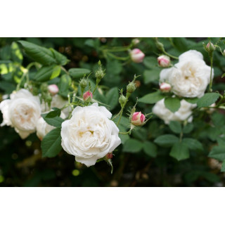 Rosier ancien - Mme Hardy - ©Roses Guillot®
