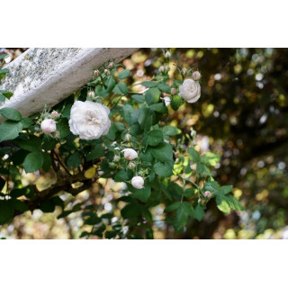 Rosier ancien - Mme Hardy - ©Roses Guillot®