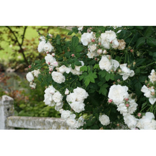 Rosier ancien - Mme Hardy - ©Roses Guillot®