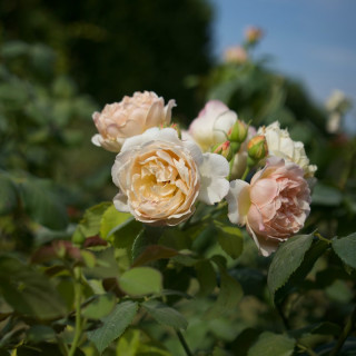 Rosier Générosa® - Mme Paul Massad - ©Roses Guillot® 
