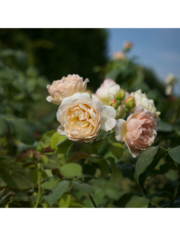 Rosier Générosa® - Mme Paul Massad - ©Roses Guillot® 