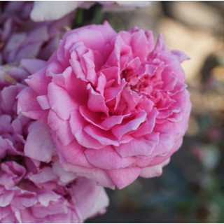 Rosier ancien Guillot® - Mme Pierre Euler