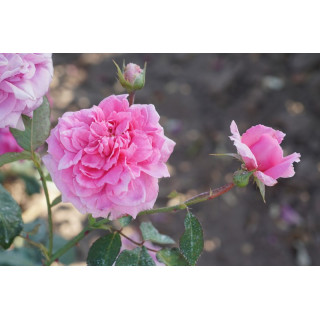 Rosier ancien Guillot® - Mme Pierre Euler