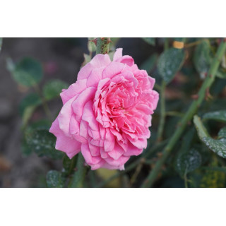 Rosier ancien Guillot® - Mme Pierre Euler