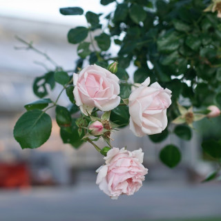 Rosier liane ancien - New Dawn - ©Roses Guillot®