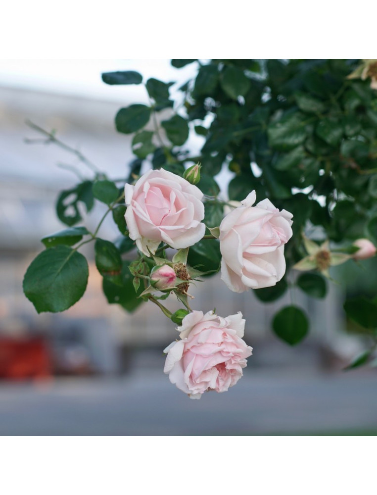 Rosier liane ancien - New Dawn - ©Roses Guillot®