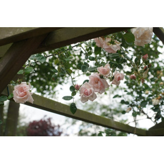Rosier liane ancien - New Dawn - ©Roses Guillot®