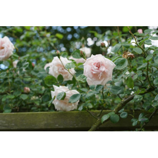 Rosier liane ancien - New Dawn - ©Roses Guillot®