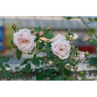 Rosier liane ancien - New Dawn - ©Roses Guillot®