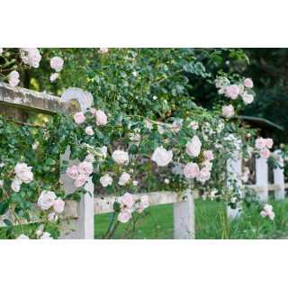 Rosier liane ancien - New Dawn - ©Roses Guillot®