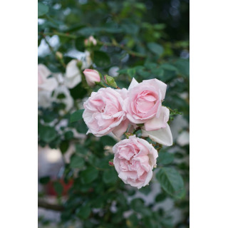 Rosier liane ancien - New Dawn - ©Roses Guillot®