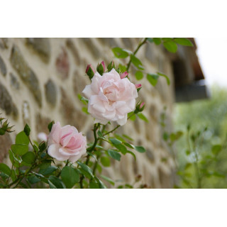Rosier liane ancien - New Dawn - ©Roses Guillot®