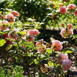Rosier Générosa® - Paul Bocuse - ©Roses Guillot®