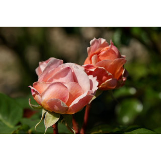 Rosier Générosa® - Paul Bocuse - ©Roses Guillot®