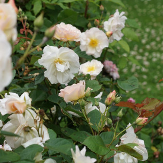 Rosier ancien - Pénélope - ©Roses Guillot®